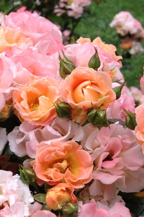  Peach Drift Groundcover Rose - 2 Gallon Pot