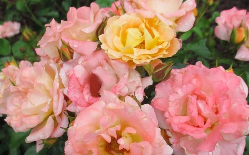  Peach Drift Groundcover Rose - 2 Gallon Pot