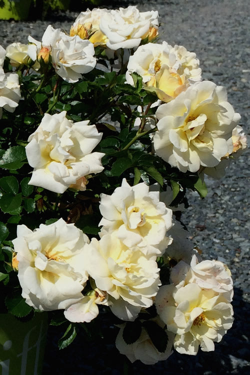  Popcorn Drift Groundcover Rose - 2 Gallon Pot