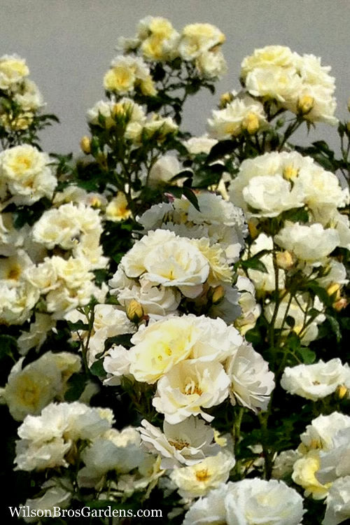  Popcorn Drift Groundcover Rose - 1 Gallon Pot