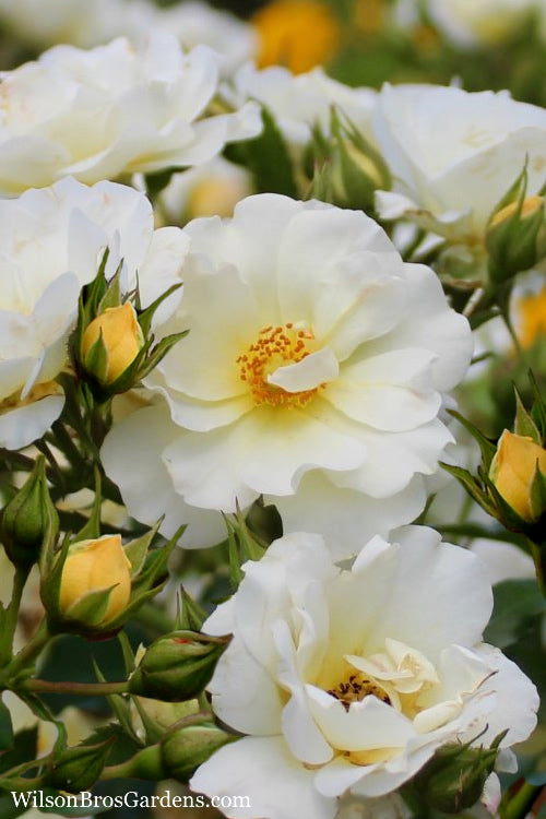  Popcorn Drift Groundcover Rose - 1 Gallon Pot