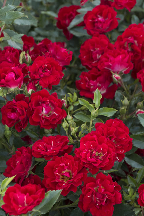  Red Drift Groundcover Rose - 2 Gallon Pot