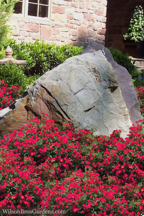  Red Drift Groundcover Rose - 1 Gallon Pot