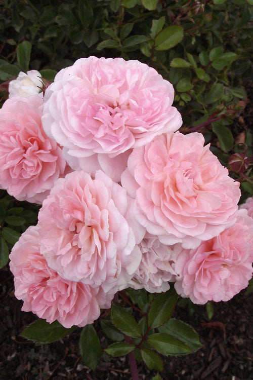  Sweet Drift Groundcover Rose - 1 Gallon Pot
