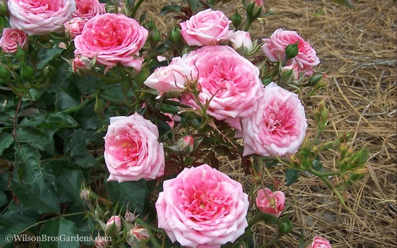  Sweet Drift Groundcover Rose - 2 Gallon Pot