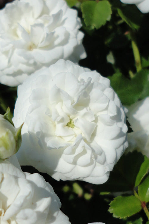  White Drift Rose - 2 Gallon Pot