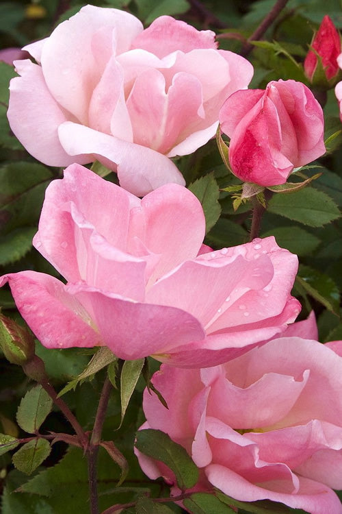  Blushing Knock Out Rose - 1 Gallon Pot