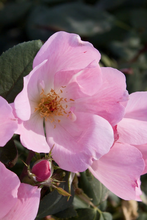  Blushing Knock Out Rose - 1 Gallon Pot