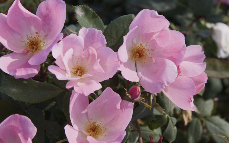  Blushing Knock Out Rose - 1 Gallon Pot