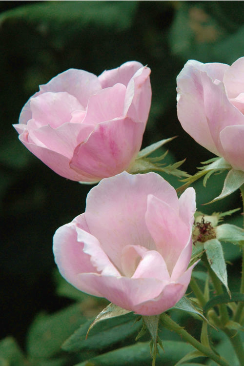 Blushing Knock Out Rose - 1 Gallon Pot