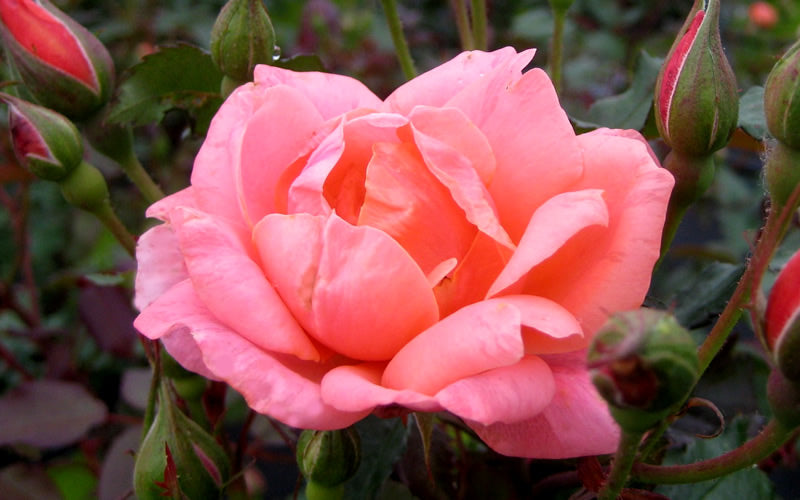  Coral Knock Out Rose - 1 Gallon Pot