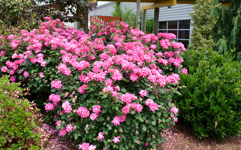  Pink Double Knock Out Rose - 1 Gallon Pot