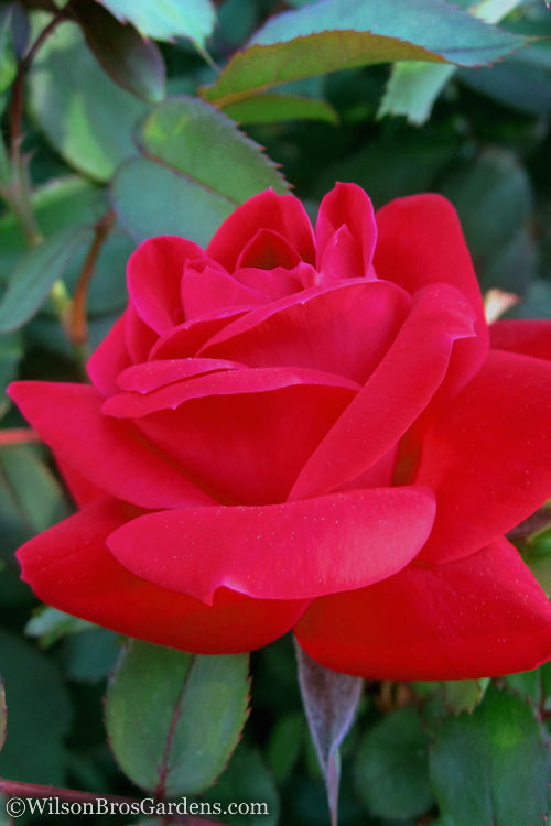  Red Double Knock Out Rose - 3 Gallon Pot