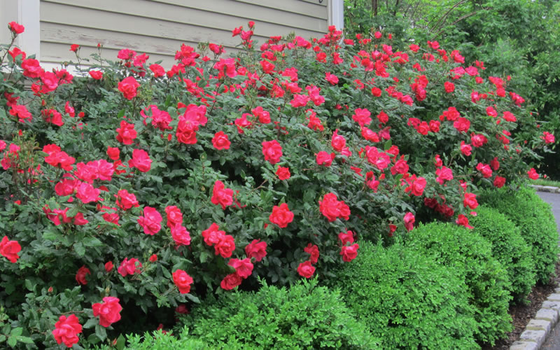  Original Red Knock Out Rose - 3 Gallon Pot