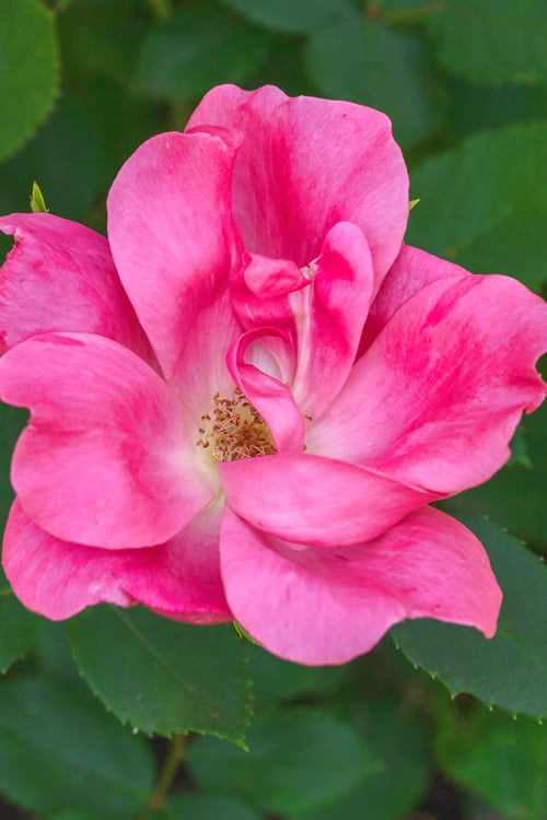  Pink Knock Out Rose - 1 Gallon Pot