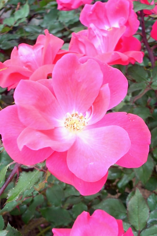  Pink Knock Out Rose - 1 Gallon Pot