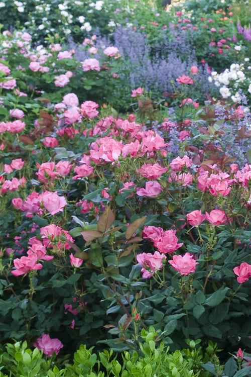  Pink Knock Out Rose - 1 Gallon Pot