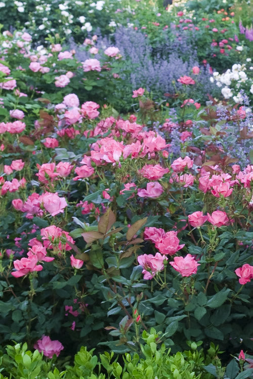  Pink Knock Out Rose - 1 Gallon Pot