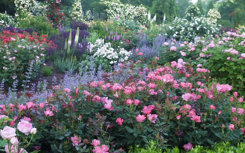  Pink Knock Out Rose - 1 Gallon Pot