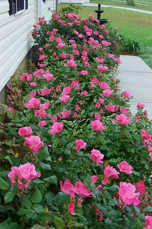  Pink Knock Out Rose - 1 Gallon Pot