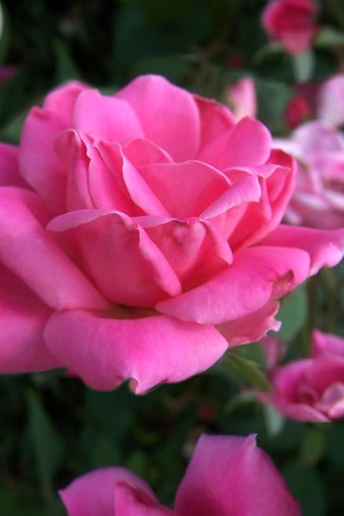  Pink Double Knock Out Rose - 1 Gallon Pot
