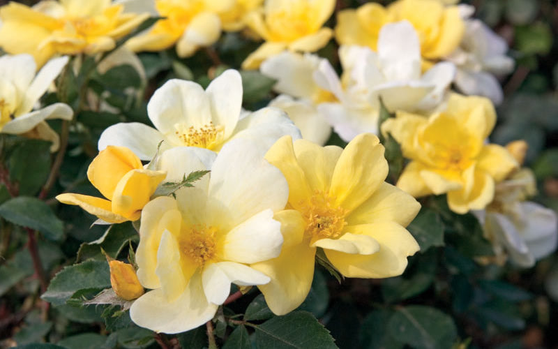  Sunny Yellow Knock Out Rose - 1 Gallon Pot