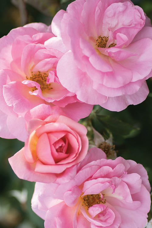  Peachy Knock Out Rose - 1 Gallon Pot