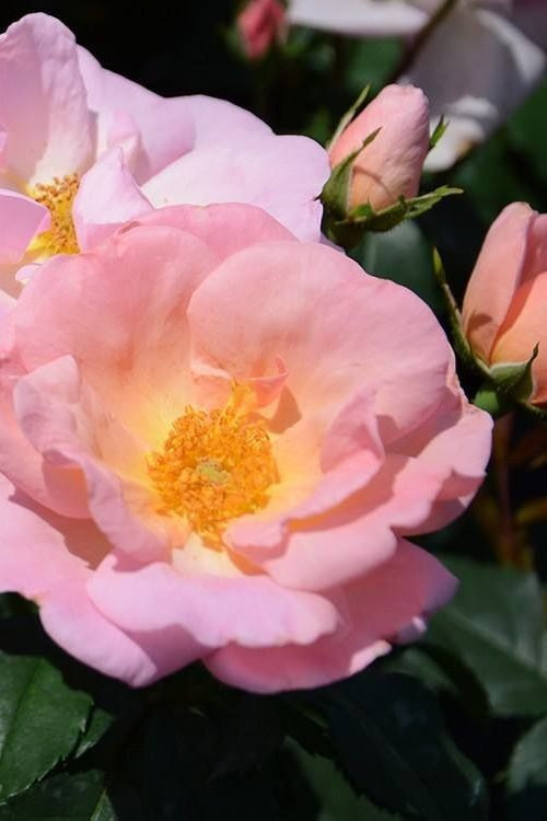  Peachy Knock Out Rose - 3 Gallon Pot