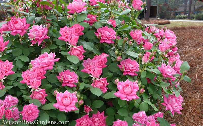  Pink Double Knock Out Rose - 3 Gallon Pot
