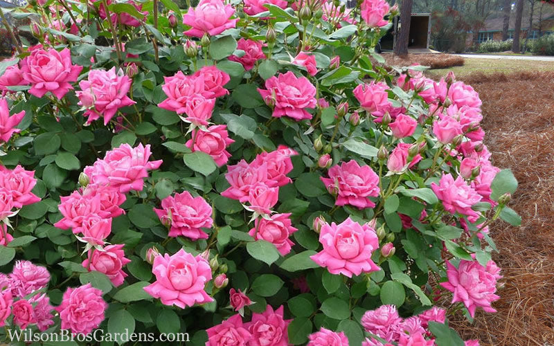  Pink Double Knock Out Rose - 3 Gallon Pot