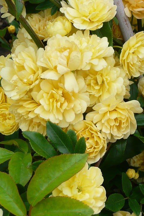  Lady Banks Yellow Rose - 3 Gallon Pot