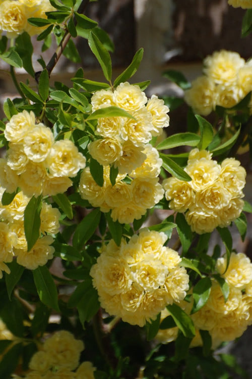  Lady Banks Yellow Rose - 3 Gallon Pot