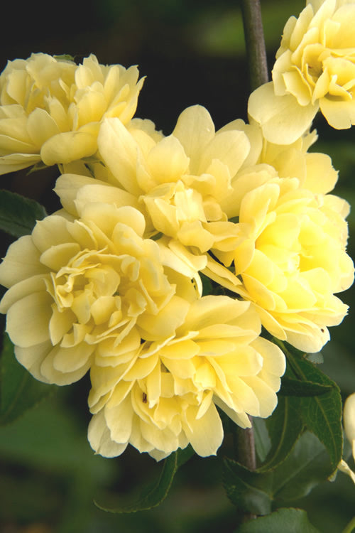  Lady Banks Yellow Rose - 5 Gallon Pot