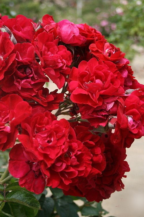  Linda Campbell Hybrid Rugosa Rose - 3 Gallon Pot