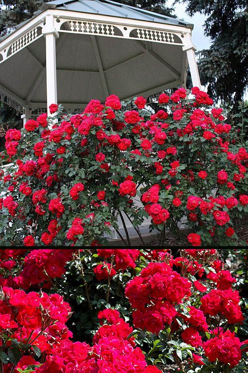  Linda Campbell Hybrid Rugosa Rose - 3 Gallon Pot
