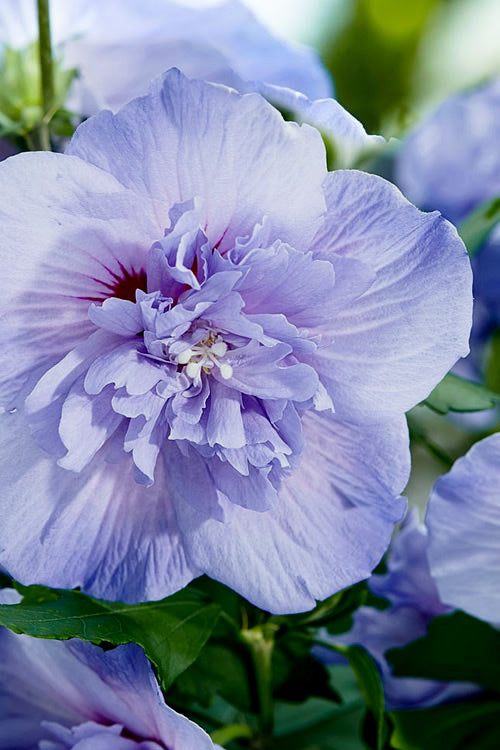  Blue Chiffon Rose Of Sharon - 3 Gallon Pot