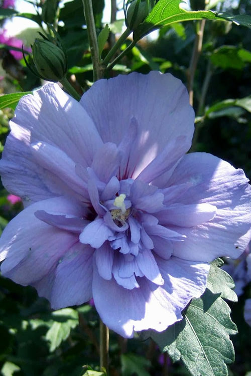  Blue Chiffon Rose Of Sharon - 3 Gallon Pot