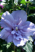  Blue Chiffon Rose Of Sharon - 1 Gallon Pot