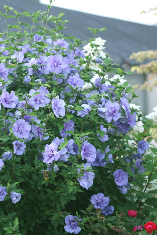  Blue Chiffon Rose Of Sharon - 3 Gallon Pot
