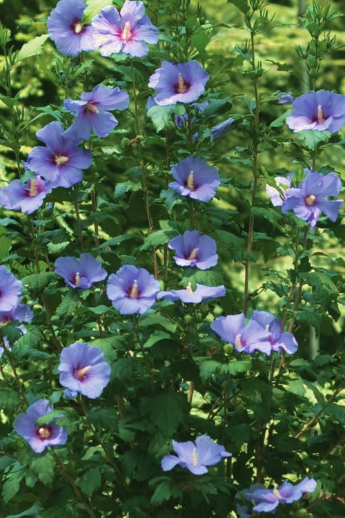  Blue Satin Rose Of Sharon - Hibiscus - Althea - 5 Gallon Pot