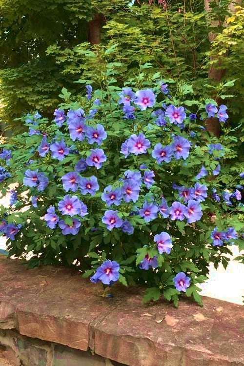  Blue Satin Rose Of Sharon - Hibiscus - Althea - 5 Gallon Pot