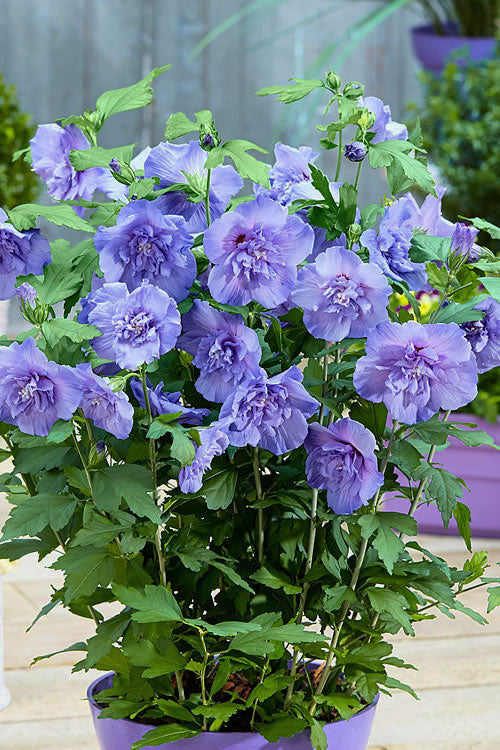  Blue Chiffon Rose Of Sharon - 3 Gallon Pot