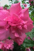  Lucy Rose Of Sharon (Althea) - Hibiscus Syriacus - 1 Gallon Pot