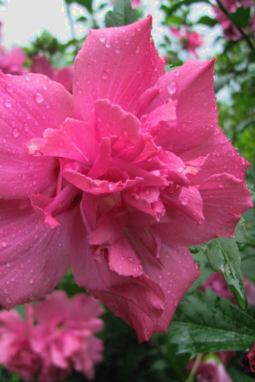  Lucy Rose Of Sharon (Althea) - Hibiscus Syriacus - 3 Gallon Pot