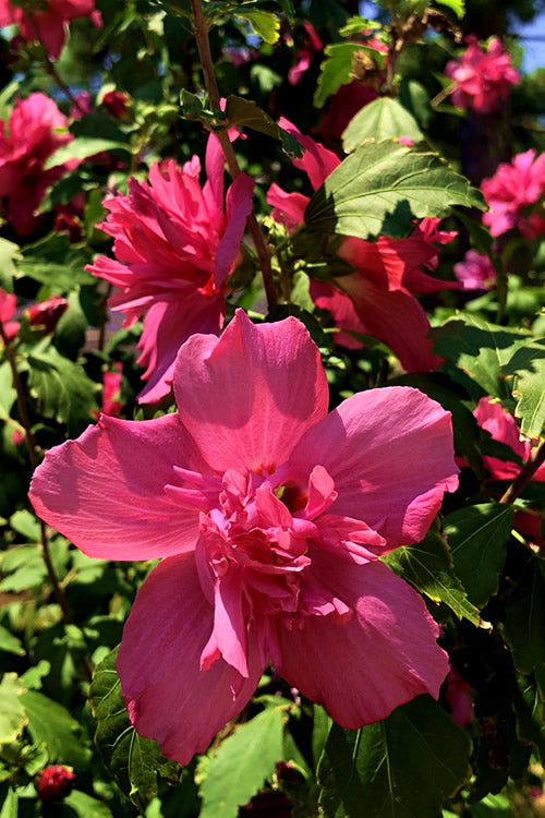  Lucy Rose Of Sharon (Althea) - Hibiscus Syriacus - 2 Gallon Pot