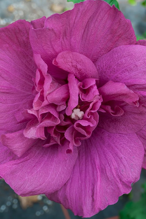  Magenta Chiffon Rose Of Sharon - Hibiscus Syriacus - 2 Gallon Pot