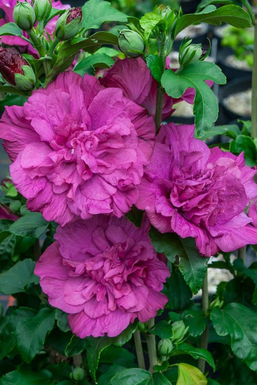  Magenta Chiffon Rose Of Sharon - Hibiscus Syriacus - 2 Gallon Pot