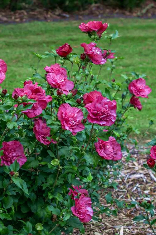  Magenta Chiffon Rose Of Sharon - Hibiscus Syriacus - 2 Gallon Pot