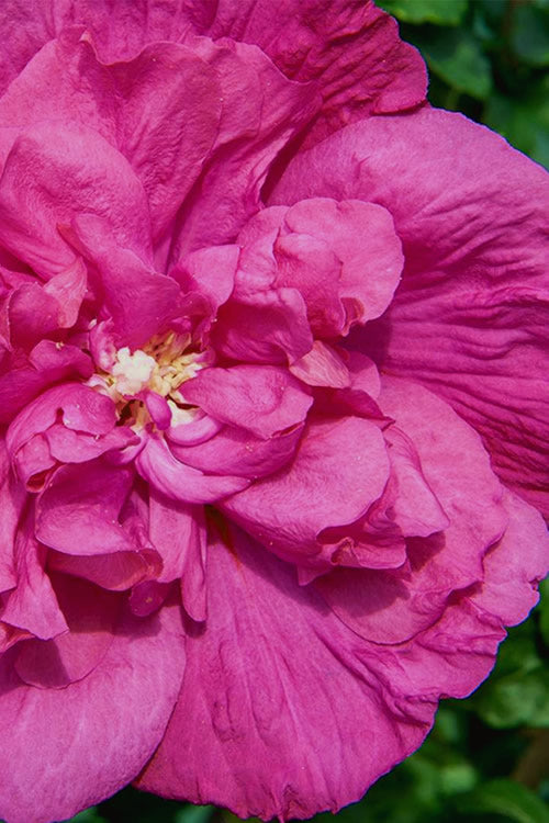  Magenta Chiffon Rose Of Sharon - Hibiscus Syriacus - 2 Gallon Pot