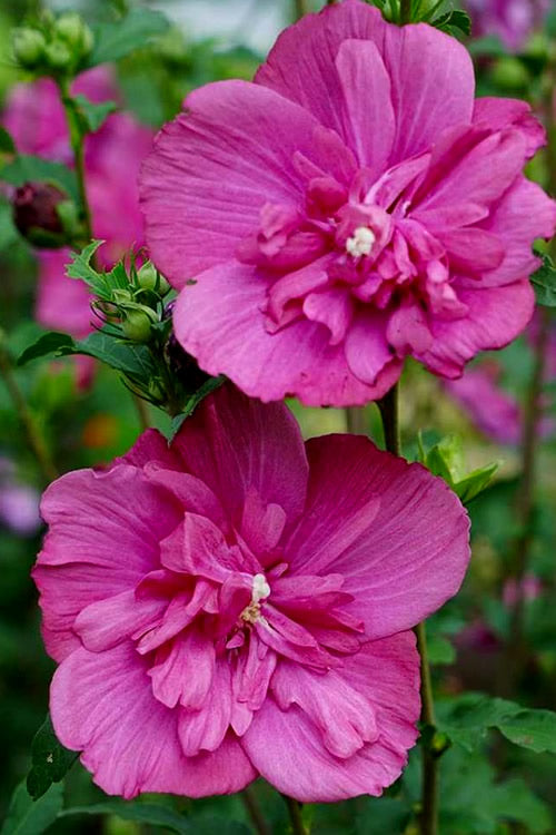  Magenta Chiffon Rose Of Sharon - Hibiscus Syriacus - 2 Gallon Pot